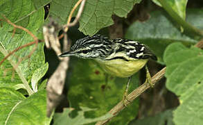 Pygmy Antwren