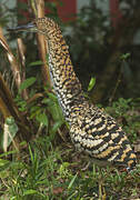 Rufescent Tiger Heron