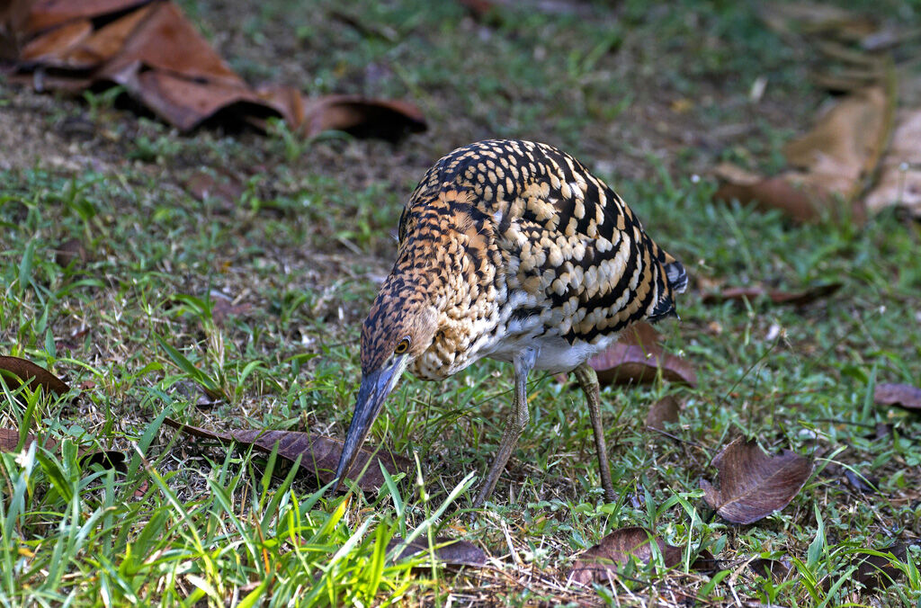 Rufescent Tiger Heronimmature