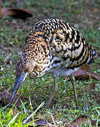 Rufescent Tiger Heron