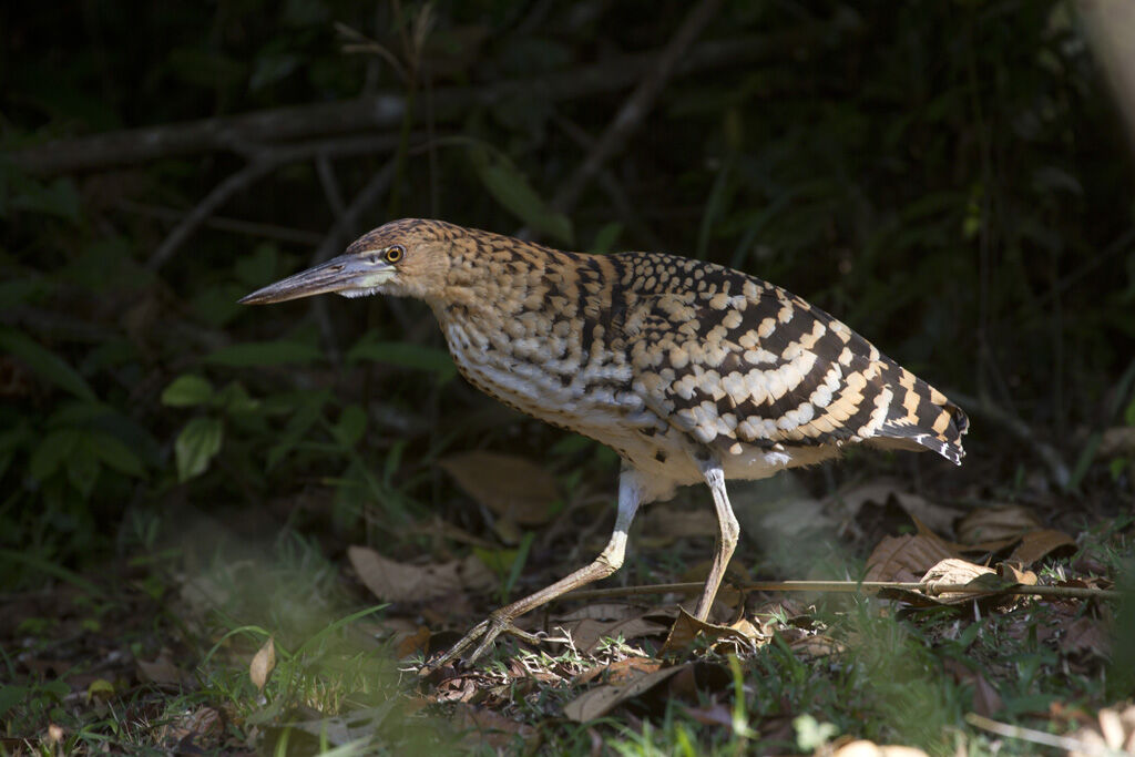 Rufescent Tiger Heron