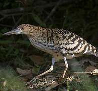 Rufescent Tiger Heron