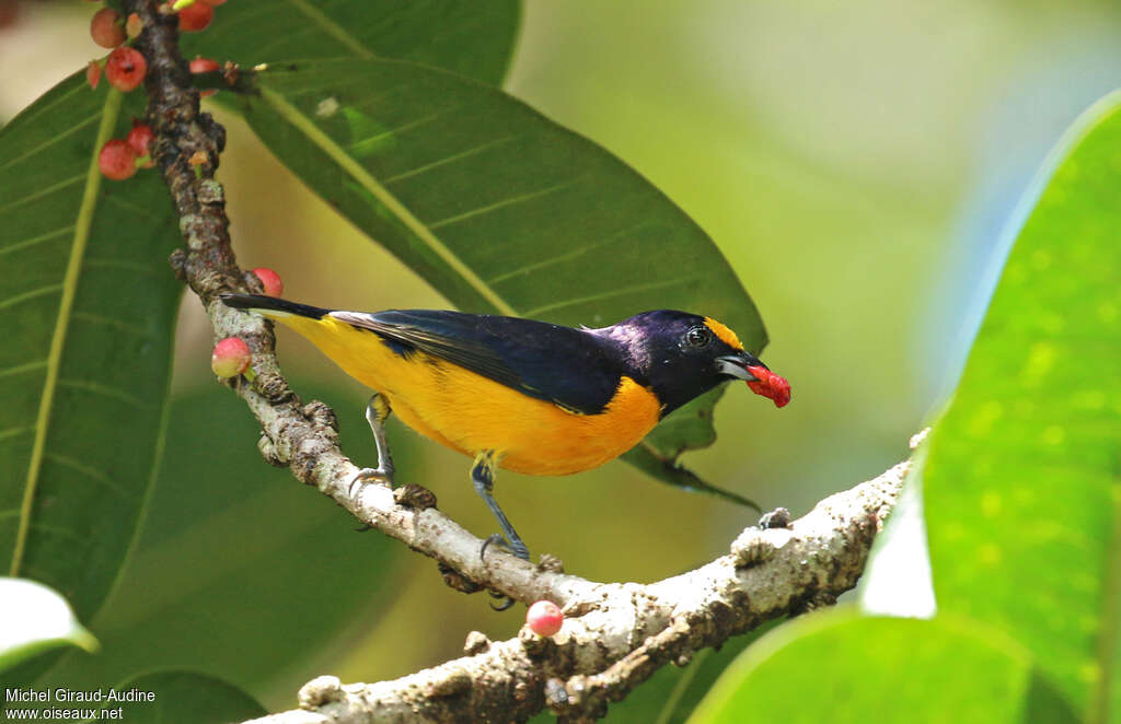 Purple-throated Euphonia male adult, feeding habits, eats