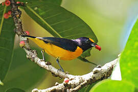 Purple-throated Euphonia