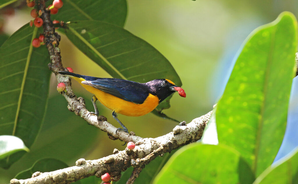 Purple-throated Euphonia male adult, eats