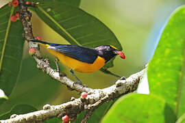 Purple-throated Euphonia