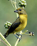 Violaceous Euphonia