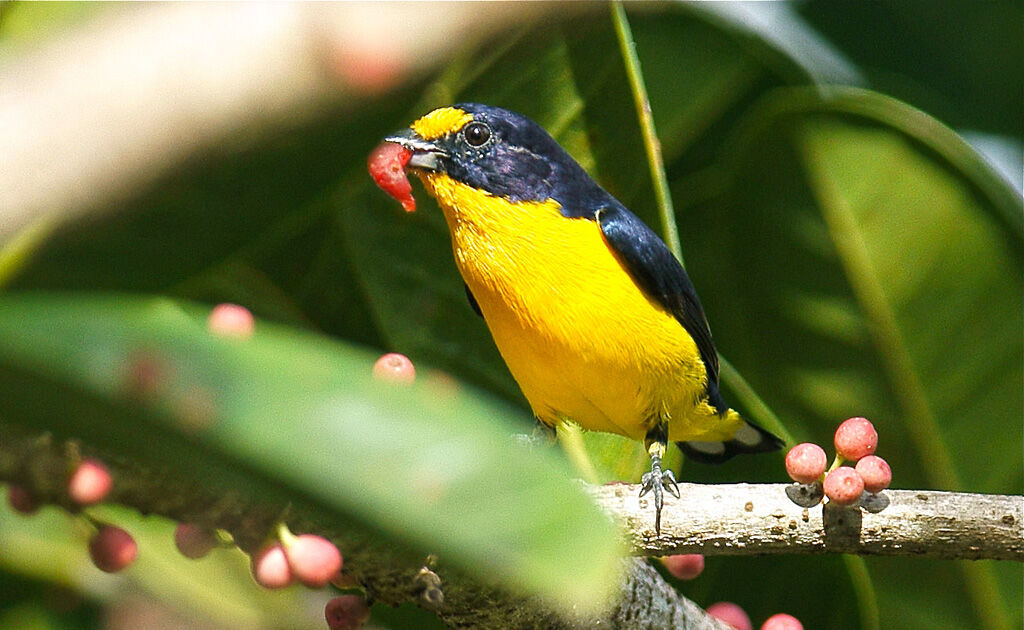 Violaceous Euphonia male adult, feeding habits