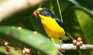 Violaceous Euphonia