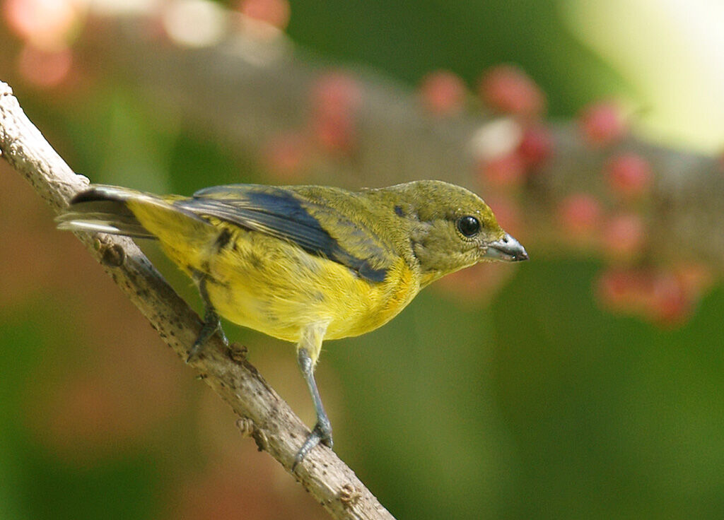 Violaceous Euphonia male immature