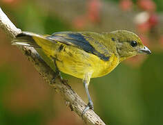 Violaceous Euphonia