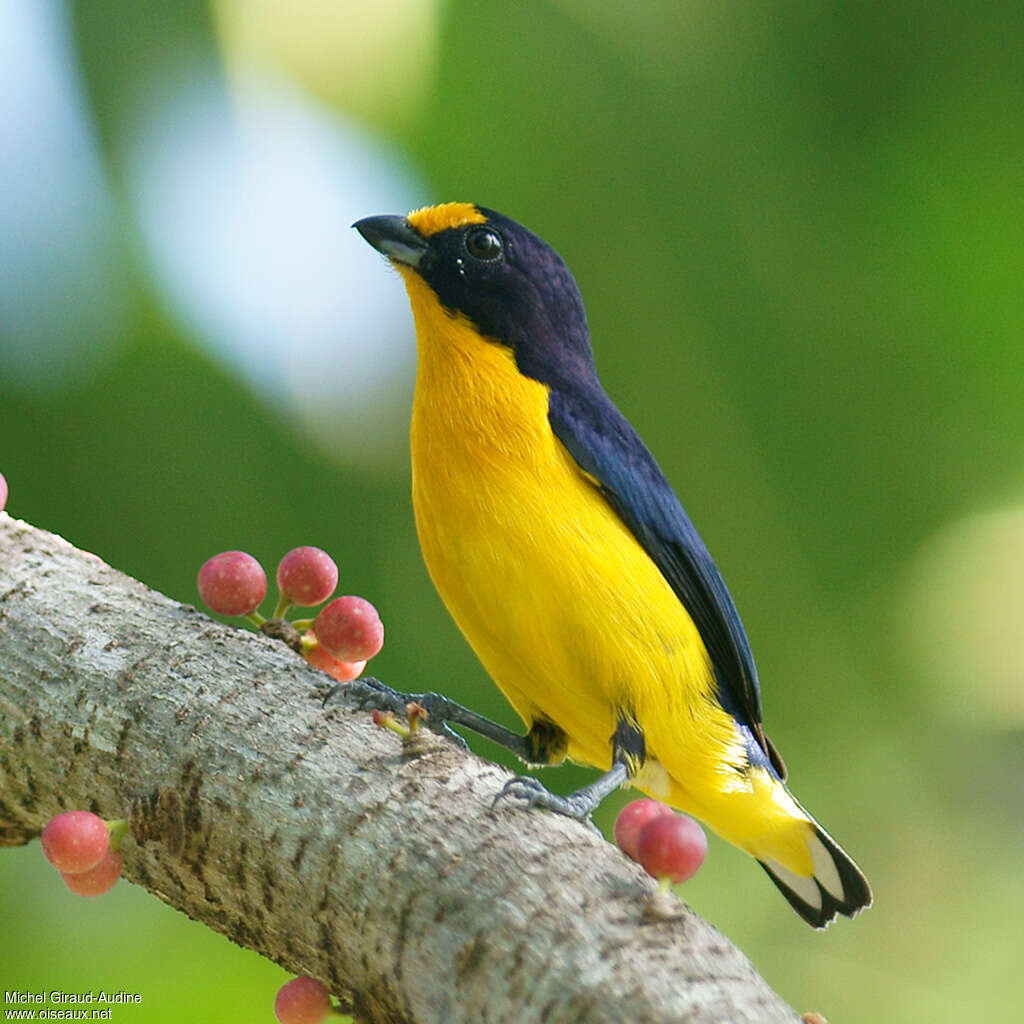 Violaceous Euphonia male adult