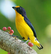 Violaceous Euphonia