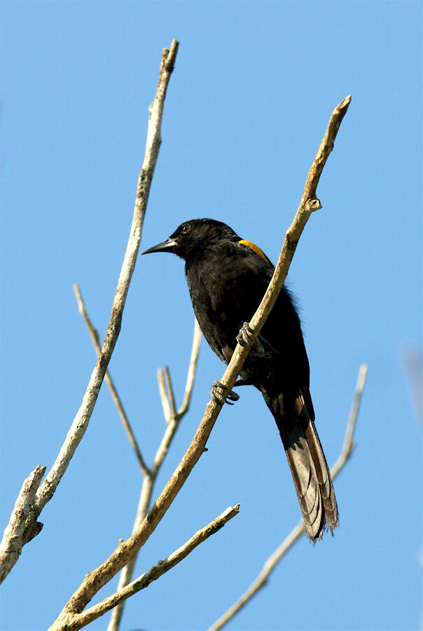 Oriole à épaulettes