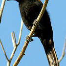 Oriole à épaulettes