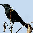 Oriole à épaulettes