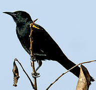 Oriole à épaulettes