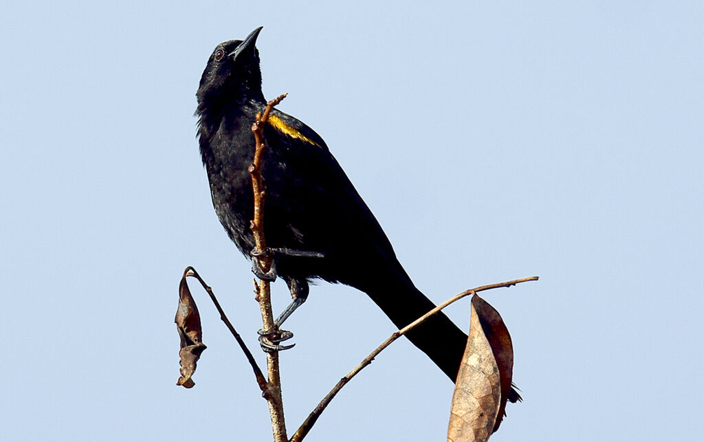 Oriole à épaulettes, identification