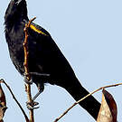 Oriole à épaulettes