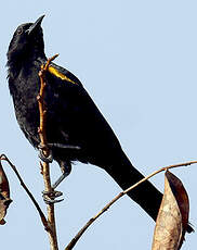 Oriole à épaulettes