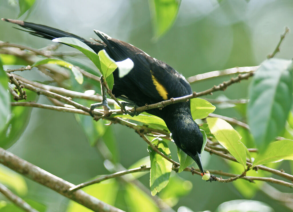 Epaulet Oriole