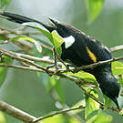 Oriole à épaulettes