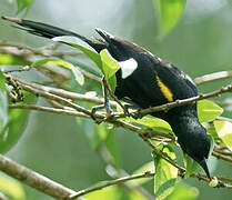 Oriole à épaulettes