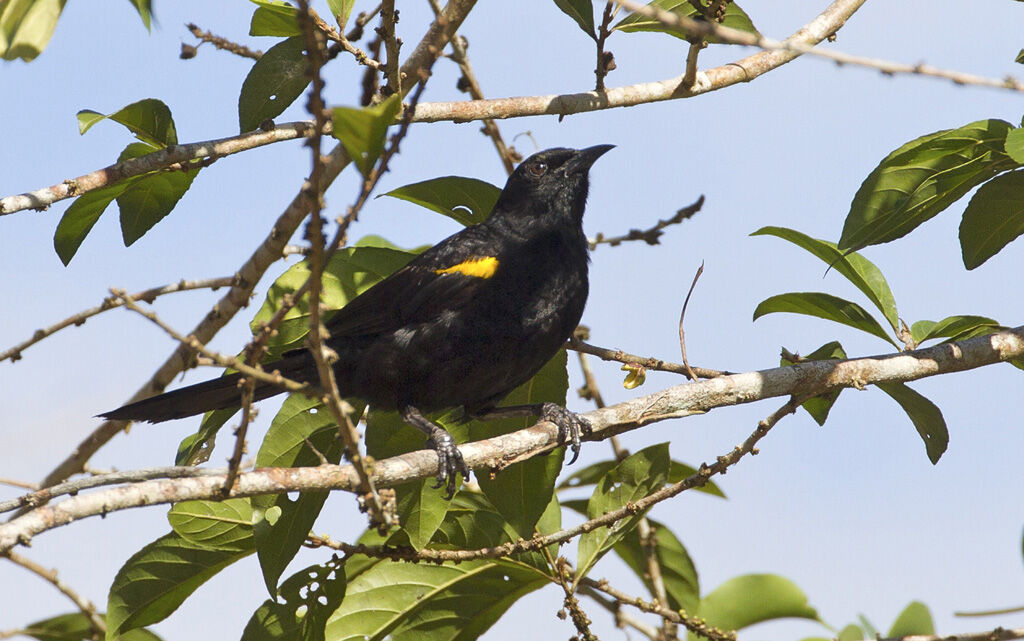 Oriole à épaulettes