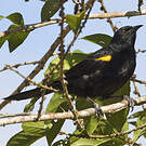 Oriole à épaulettes