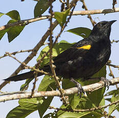 Oriole à épaulettes