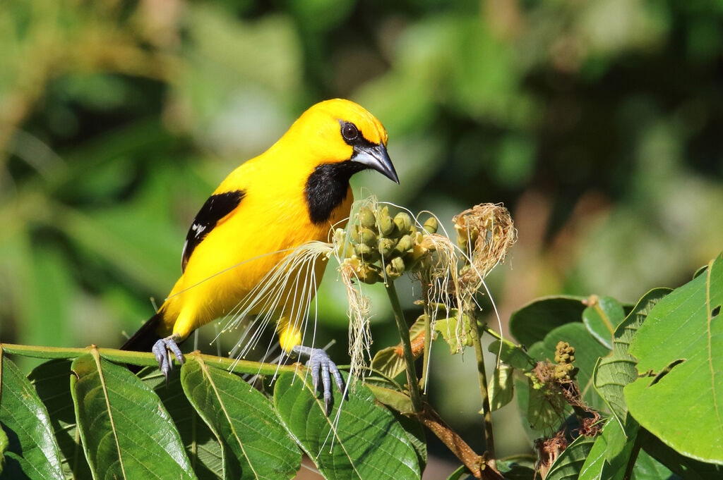 Oriole jauneadulte