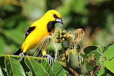 Oriole jaune