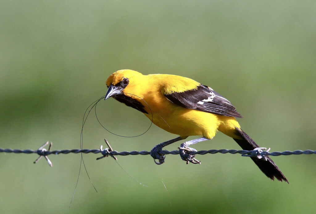 Yellow Orioleadult, Reproduction-nesting