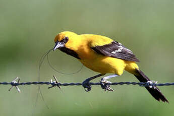 Oriole jaune