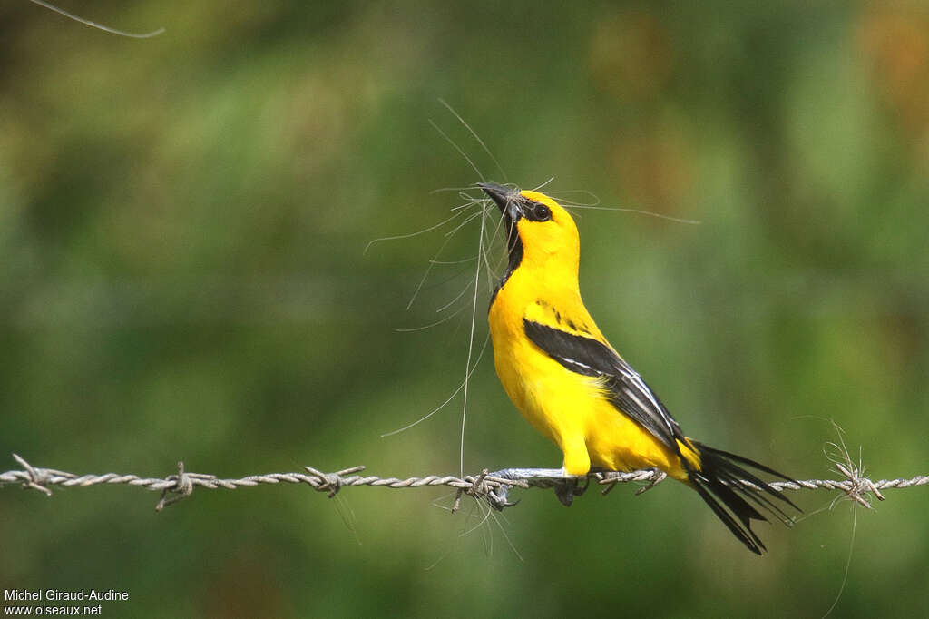 Oriole jauneadulte, Nidification