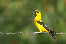 Oriole jaune