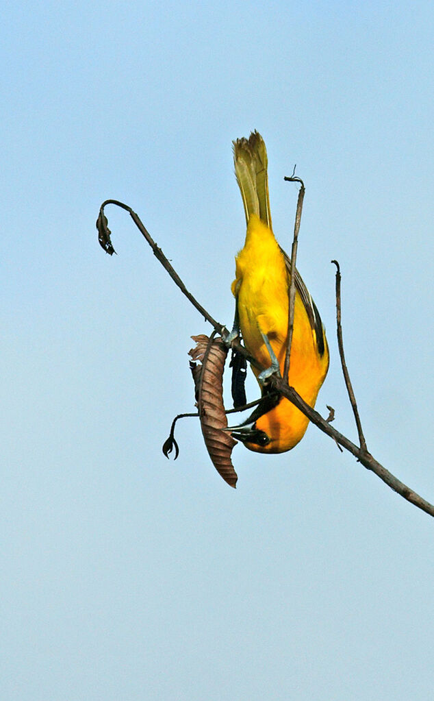 Oriole jaune