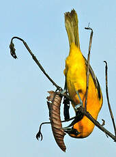 Oriole jaune