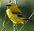 Oriole jaune