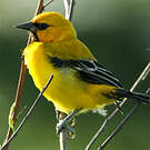 Oriole jaune