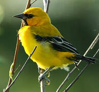 Oriole jaune