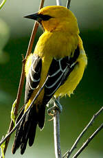 Oriole jaune