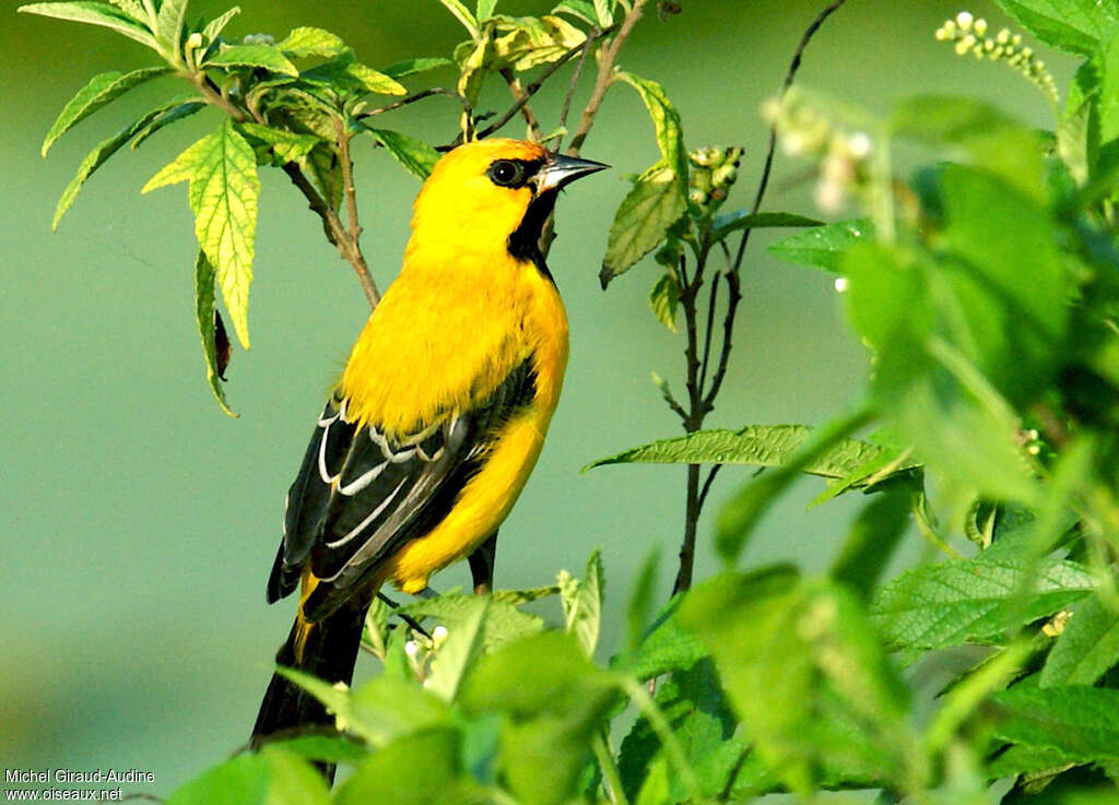 Oriole jauneadulte, identification