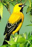 Oriole jaune