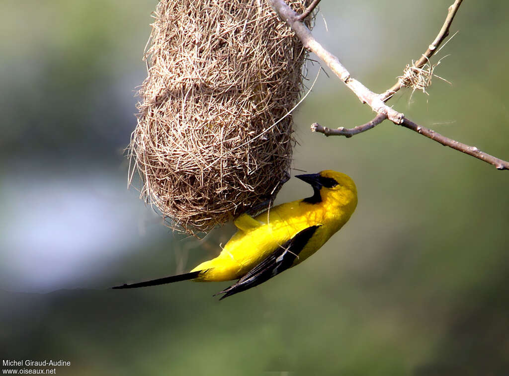 Yellow Orioleadult, Reproduction-nesting