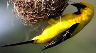 Oriole jaune