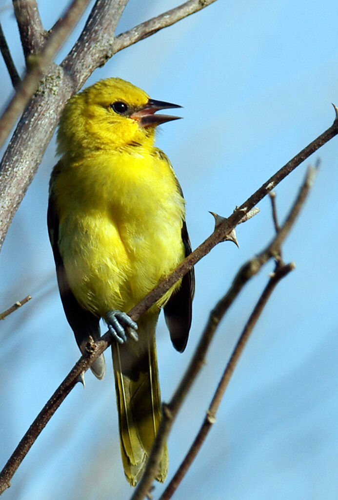 Oriole jaune, identification