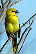 Oriole jaune