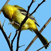 Yellow Oriole