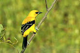 Oriole jaune